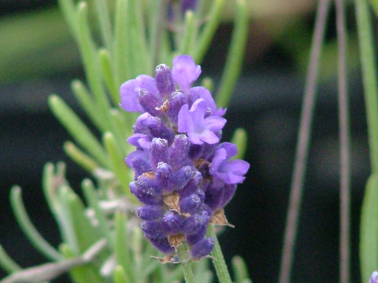 Lavandula angustifolia 'Hidcote Blue' bestellen